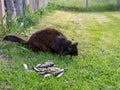 A black cat eating fish Royalty Free Stock Photo