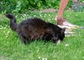 A black cat eating fresh fish, fishing concept Royalty Free Stock Photo