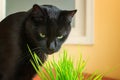 Black cat eating green grass at home. A pet eats oats sprouts. Natural hairball treatment for cats. Black cat with green eyes Royalty Free Stock Photo