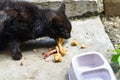 A black cat eats bones, next is a bowl of food Royalty Free Stock Photo