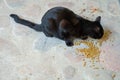 Black cat cat eats cat dry food. Feed pets. A street black cat eats food. Cute cat