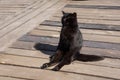 A black cat enjoys the sun