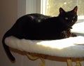 Black Cat Enjoys Window Seat Watching Outdoors Royalty Free Stock Photo