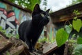 A black cat exploring an abandoned, graffiti-covered building, with broken windows and overgrown plants taking over the space Royalty Free Stock Photo