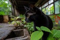 A black cat exploring an abandoned, graffiti-covered building, with broken windows and overgrown plants taking over the space Royalty Free Stock Photo