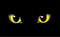 The eyes of a black cat. Royalty Free Stock Photo