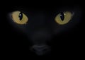 Black Cat Eyes Royalty Free Stock Photo