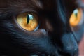 black cat eyes close up Royalty Free Stock Photo