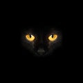 Black cat eyes in darkness background Royalty Free Stock Photo