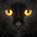 Black cat eyes macro Royalty Free Stock Photo