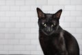 Black cat eyes open long whiskers looking directly at the camera Royalty Free Stock Photo