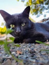 These black cat eyes pierced my heart with love Royalty Free Stock Photo