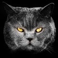 Black cat face Royalty Free Stock Photo