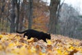 Black cat and fall colors Royalty Free Stock Photo