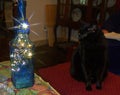 Black Cat Fascinated By Bottle With Lights