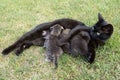 Black cat feeding her three little kittens Royalty Free Stock Photo