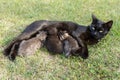 Black cat feeding her three little kittens Royalty Free Stock Photo