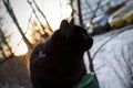 Black cat in winter city park Royalty Free Stock Photo