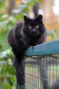 Black cat on a fence Royalty Free Stock Photo