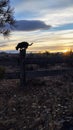 Black cat on the fencepost Royalty Free Stock Photo