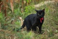 Black cat Royalty Free Stock Photo