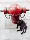 Black cat and firman water pump Royalty Free Stock Photo
