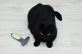 Black cat on floor and furminator for combing pet hair