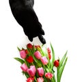 Black cat with flowers Royalty Free Stock Photo