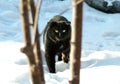 Black cat in the forest in winter. Stray cat in the snow. Royalty Free Stock Photo