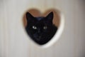 Black cat framed in wooden heart