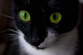 Black cat girl with green eyes portrait close up Royalty Free Stock Photo