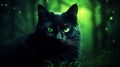 A black cat with glowing green eyes in the moonlight. Halloween nightmare HD image 1920 * 1080