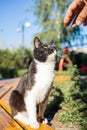 Black Cat Go Hunting In Forest. Outdoor With Bright Sunlight. Royalty Free Stock Photo