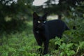 Black cat going for a hunt in garden Royalty Free Stock Photo