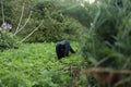 Black cat going for a hunt in garden Royalty Free Stock Photo