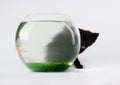 Black cat & Gold fish Royalty Free Stock Photo