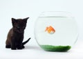 Black cat & Gold fish Royalty Free Stock Photo