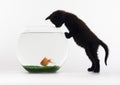 Black cat & Gold fish Royalty Free Stock Photo