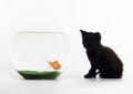 Black cat & Gold fish Royalty Free Stock Photo