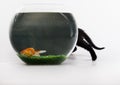 Black cat & Gold fish Royalty Free Stock Photo