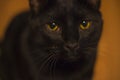 A black cat with golden eyes looking at the camera very close up