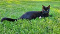Black cat in grass carnivore