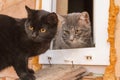 Black cat and gray cat are looking to the left Royalty Free Stock Photo