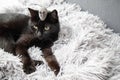 Black Cat With gray Mouse Toy. Cat playing Royalty Free Stock Photo