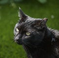 A black cat and a green background. Royalty Free Stock Photo