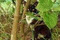 Black cat in the green bushes in the Park Royalty Free Stock Photo