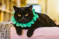 Black cat in green collar looking at camera. Gloomy cat. Unhappy home animal. Scottish cat on sofa. Elegant kitten portrait. Short Royalty Free Stock Photo