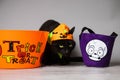 Black cat with green eyes dressed with a jack o lantern head piece against a seamless background between a bag and trick or treat