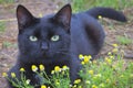 A black cat with green eyes lies on the green grass. Beautiful chamomile in the foreground Royalty Free Stock Photo