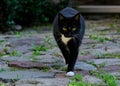 Black Cat With Green Eyes on the Prowl Royalty Free Stock Photo